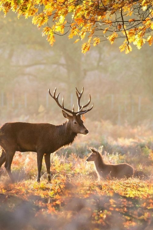 deer