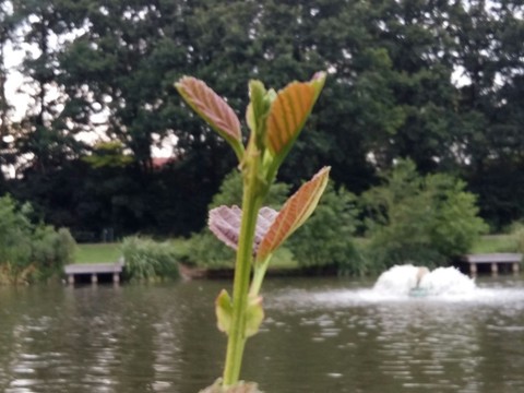 natuur .Garden .Water