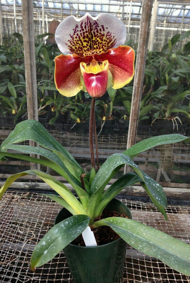 Orchid