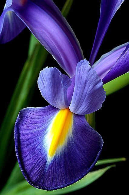 Blue flower.
