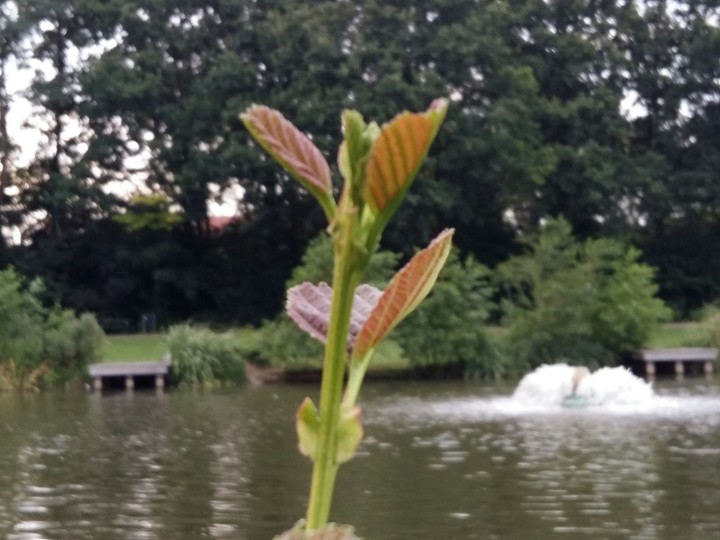 natuur .Garden .Water