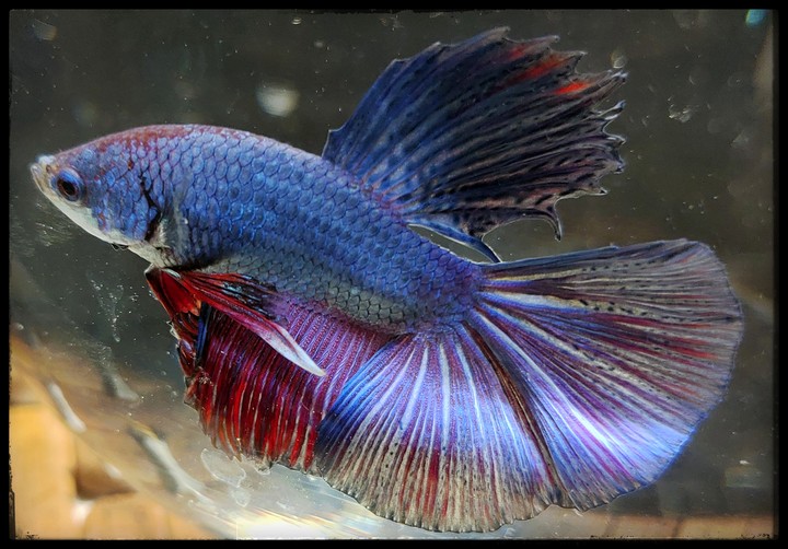 Fighter Fish