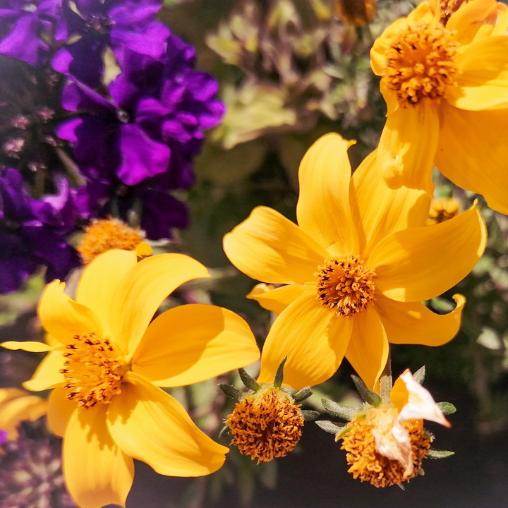 flowers
