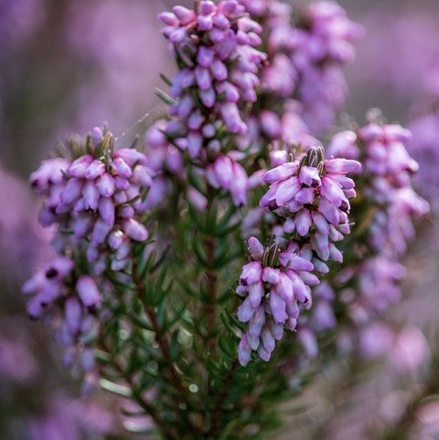 magenta, Blossom wallpapers