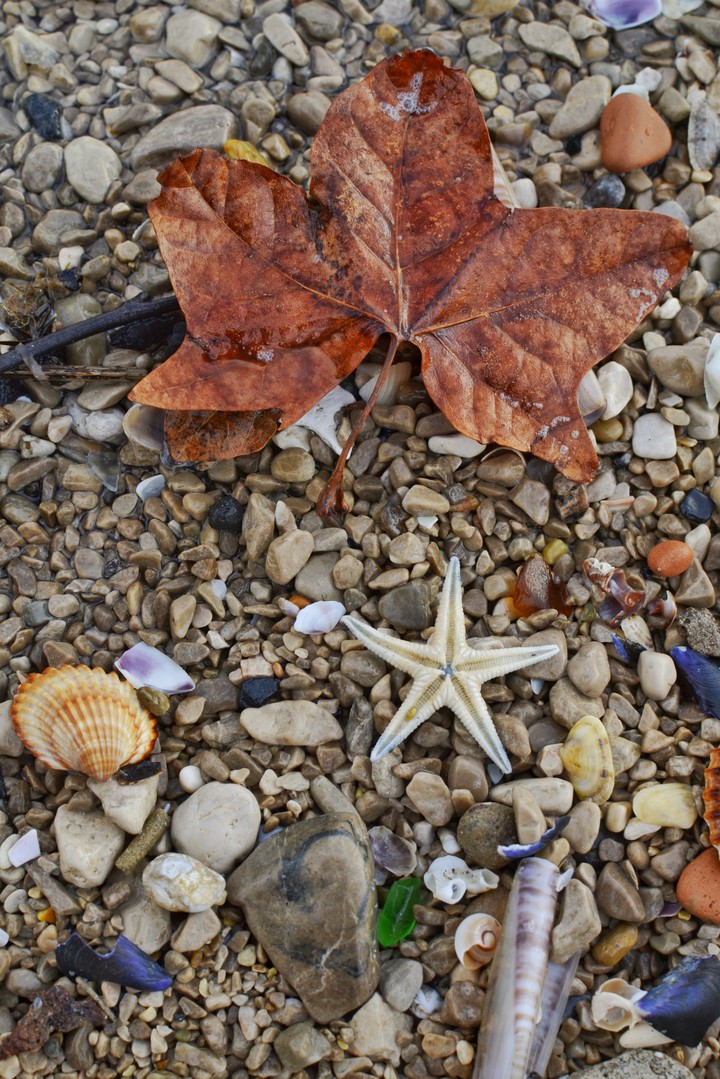 Sea Autumn