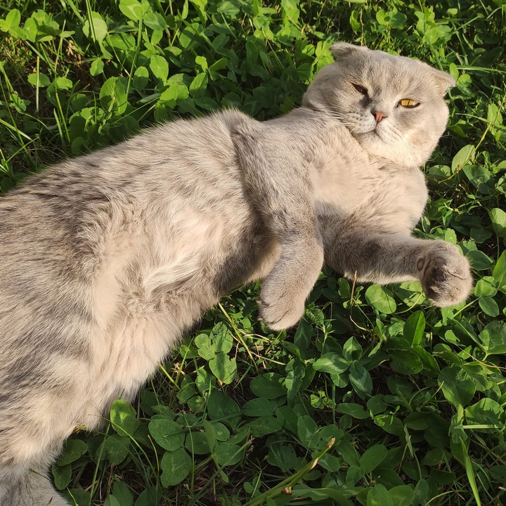 my kitty