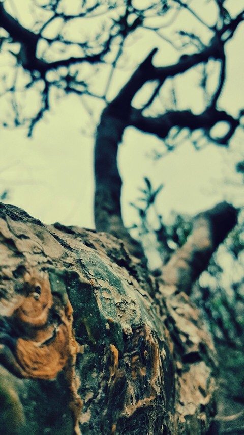 A Tree branch at Pune University