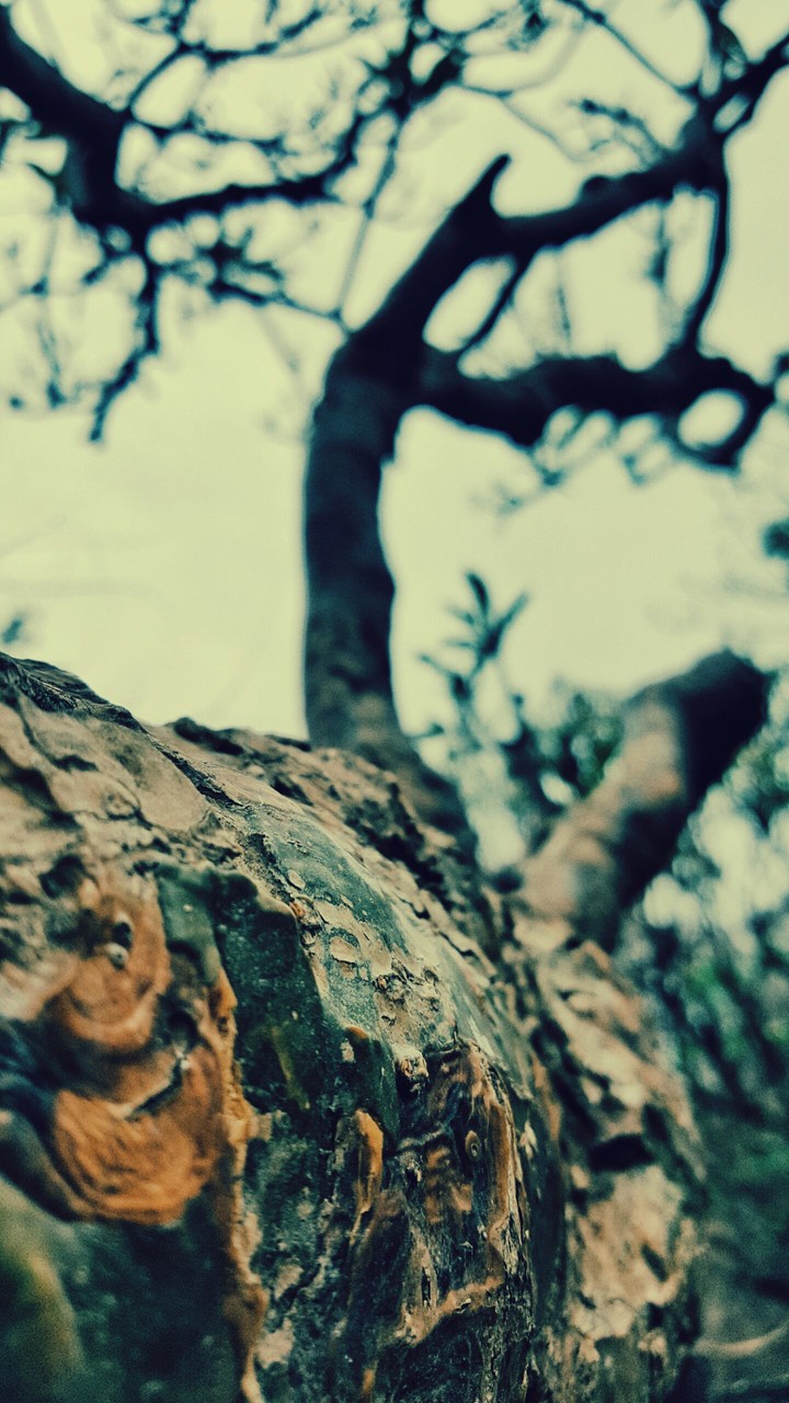 A Tree branch at Pune University