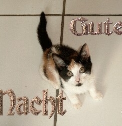 Gute Nacht
