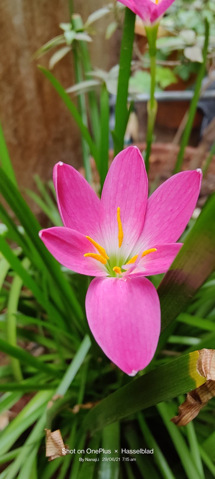 rain lilly