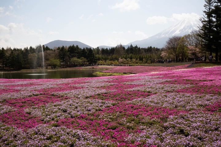 Moss phlox
