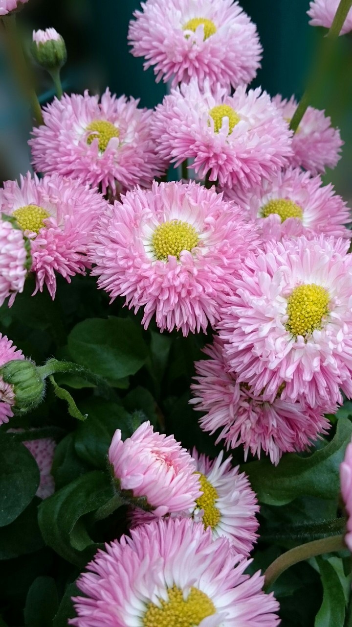 Tausendschönchen (Perennis Bellis)