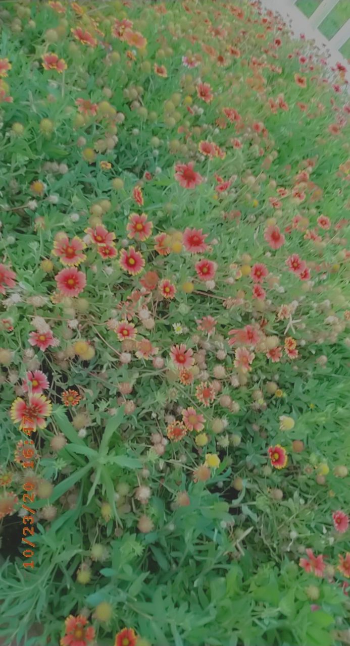 Flowers