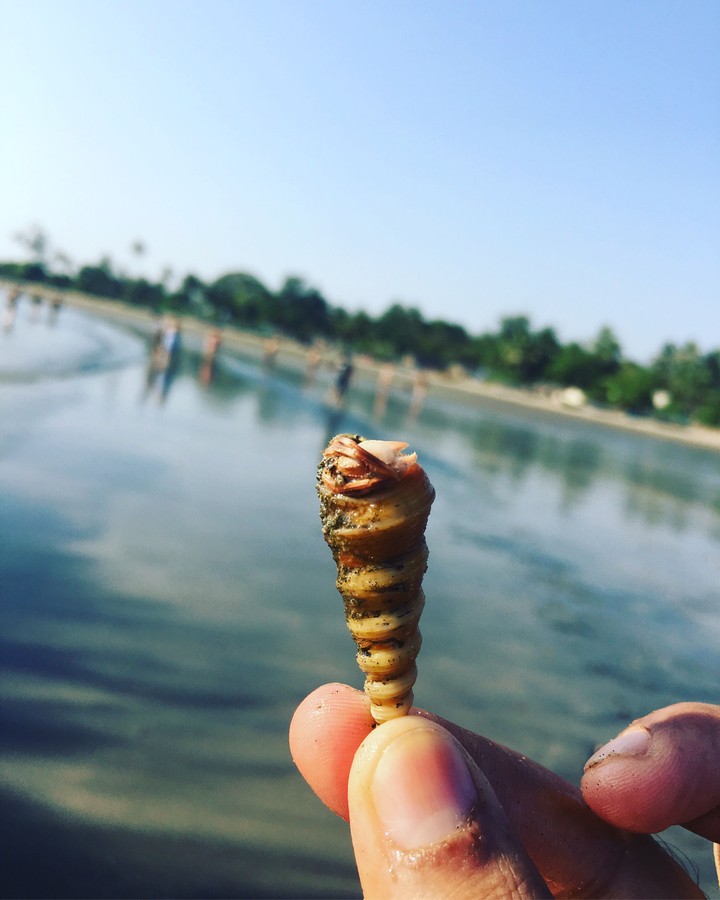 Hermit crab