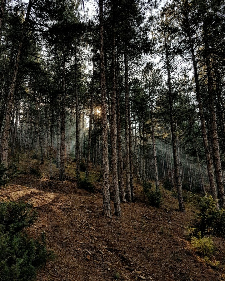 Forest