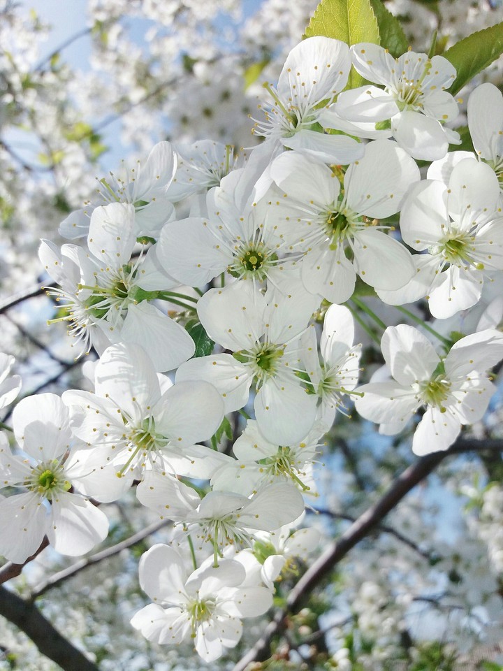 beautiful spring