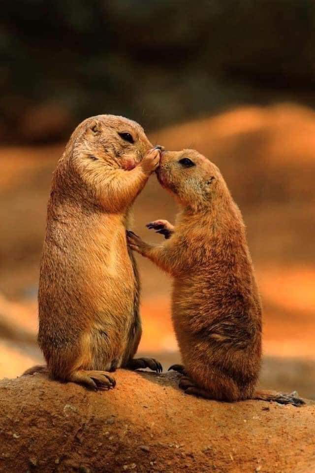 Friends