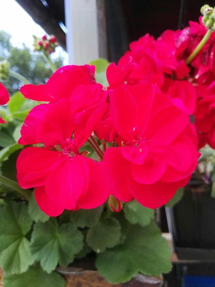 Blumen im Garten