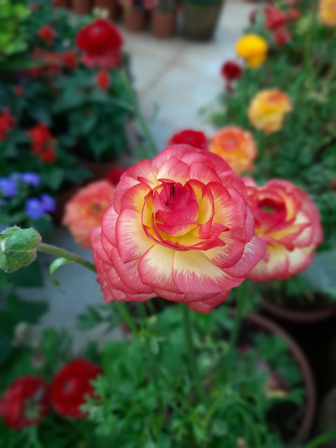 flower
