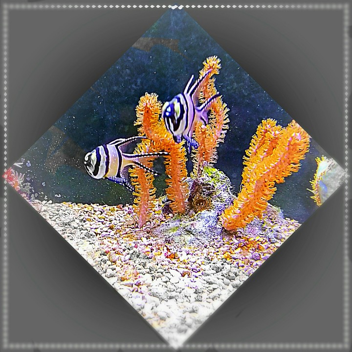 two fish
