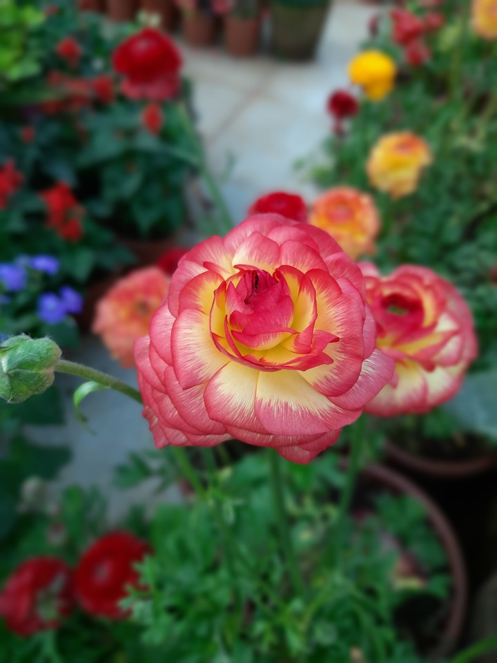 flower