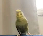 милым попугаичик