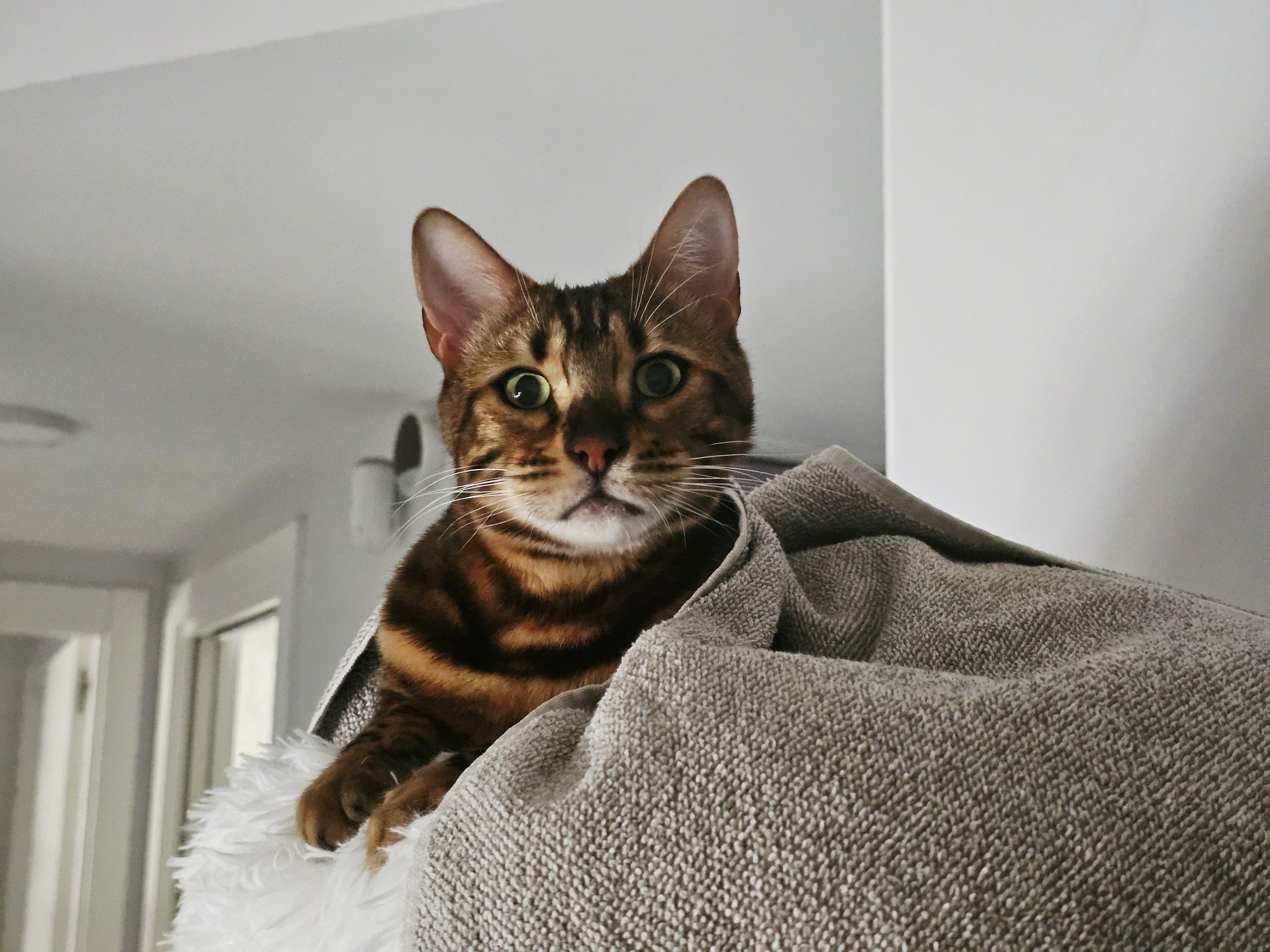sfondi whiskers, fur