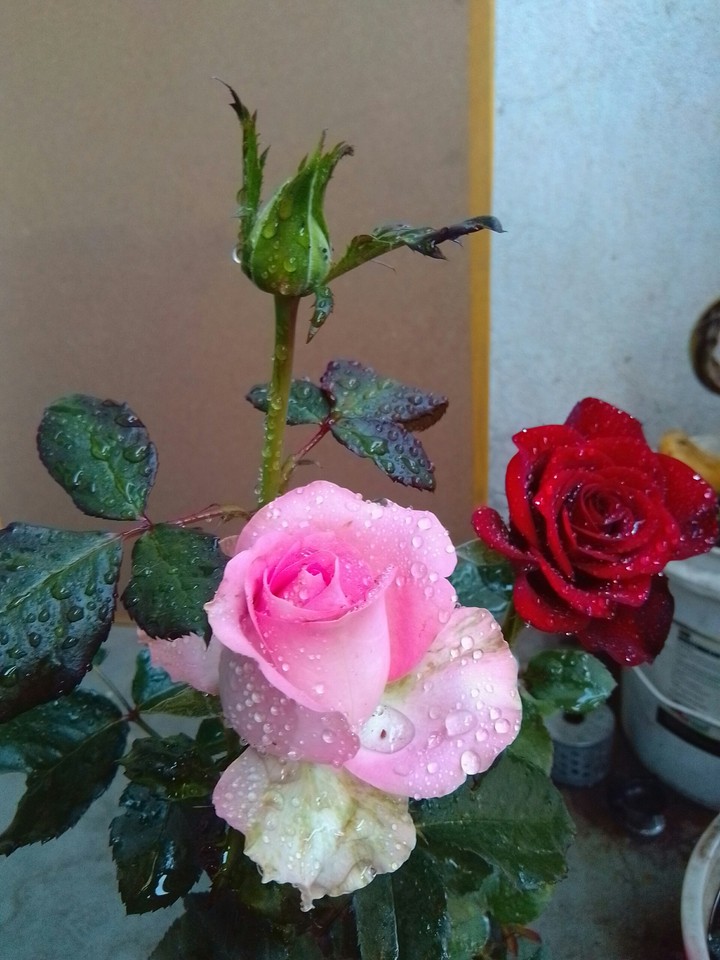 rose3