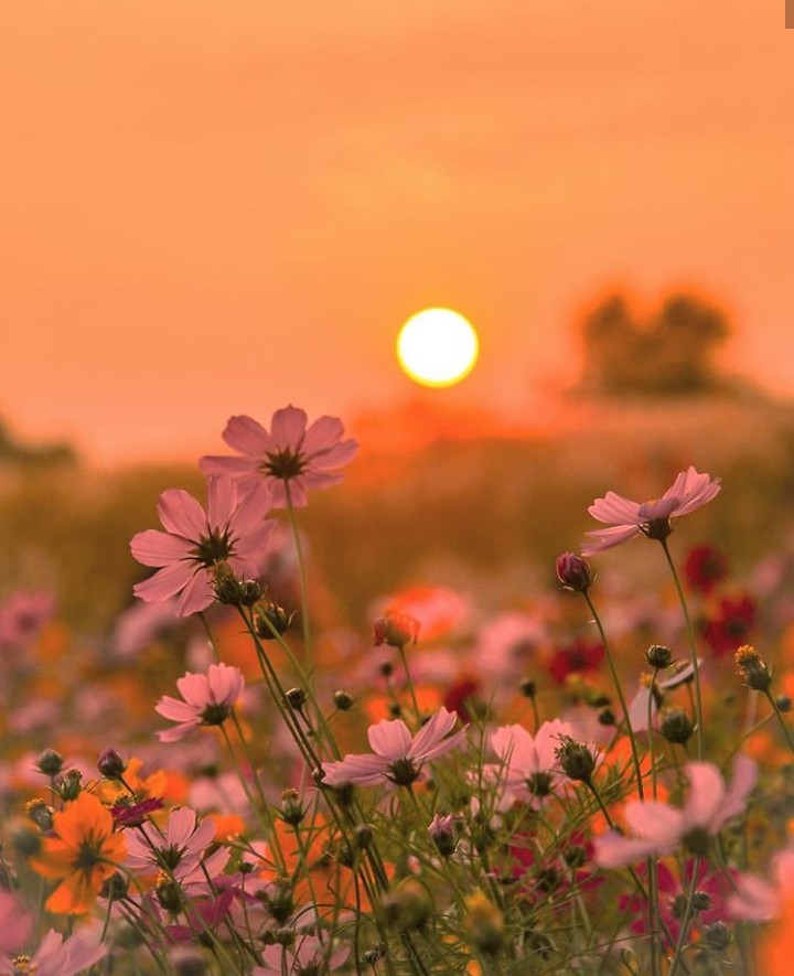 lovely