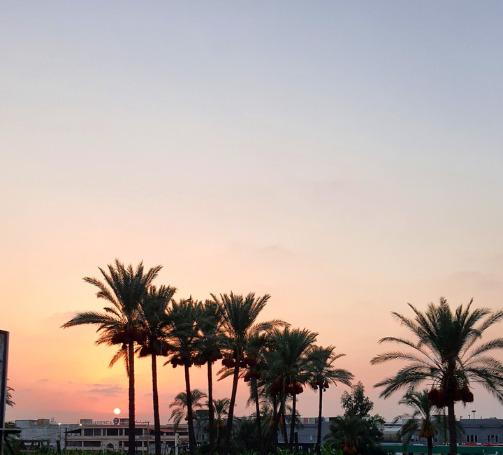 Sunset...date Palms
