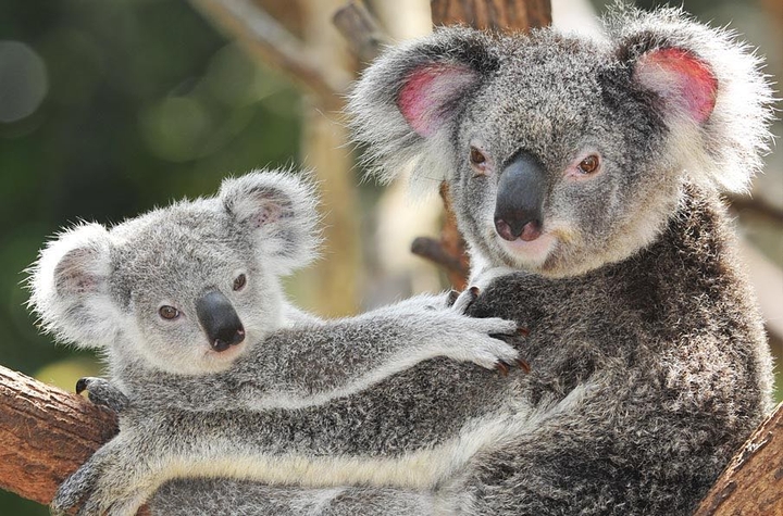 Koalas