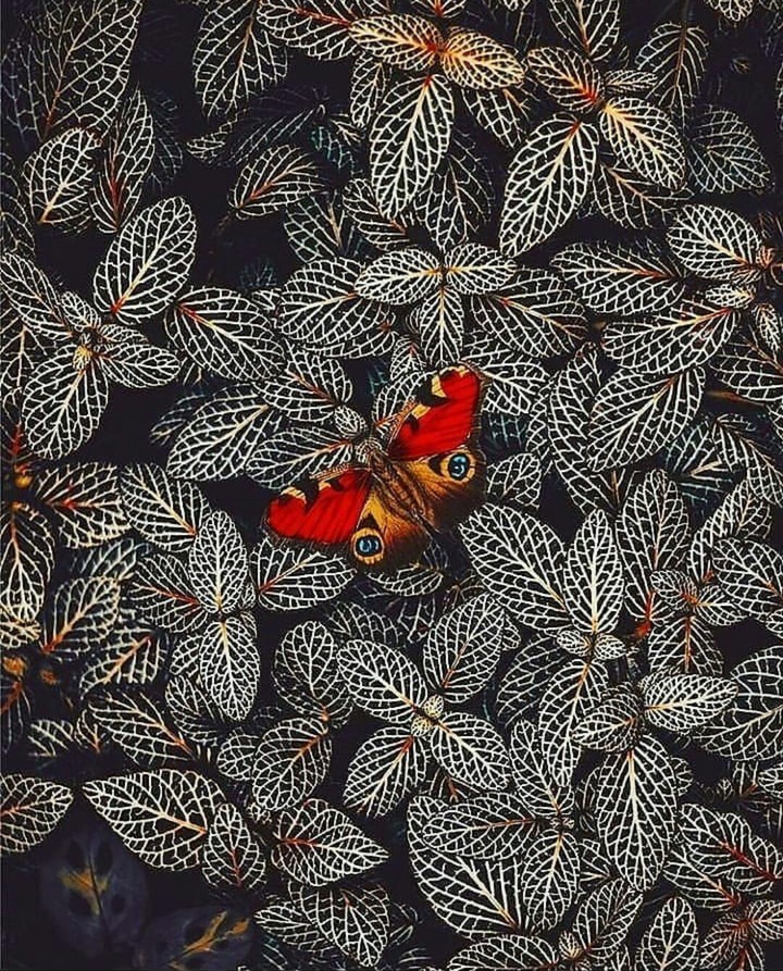 Butterfly