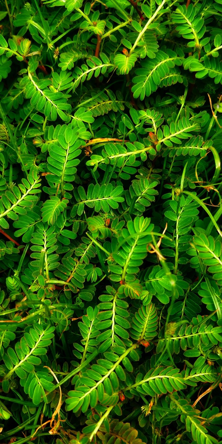 Grass