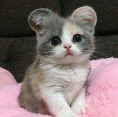 Nice cat.