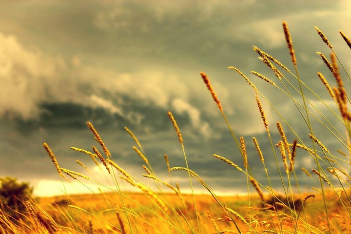 Wheat Crop !!!
