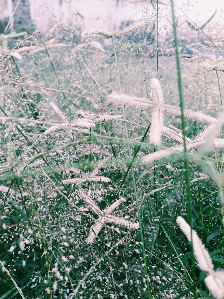 grass
