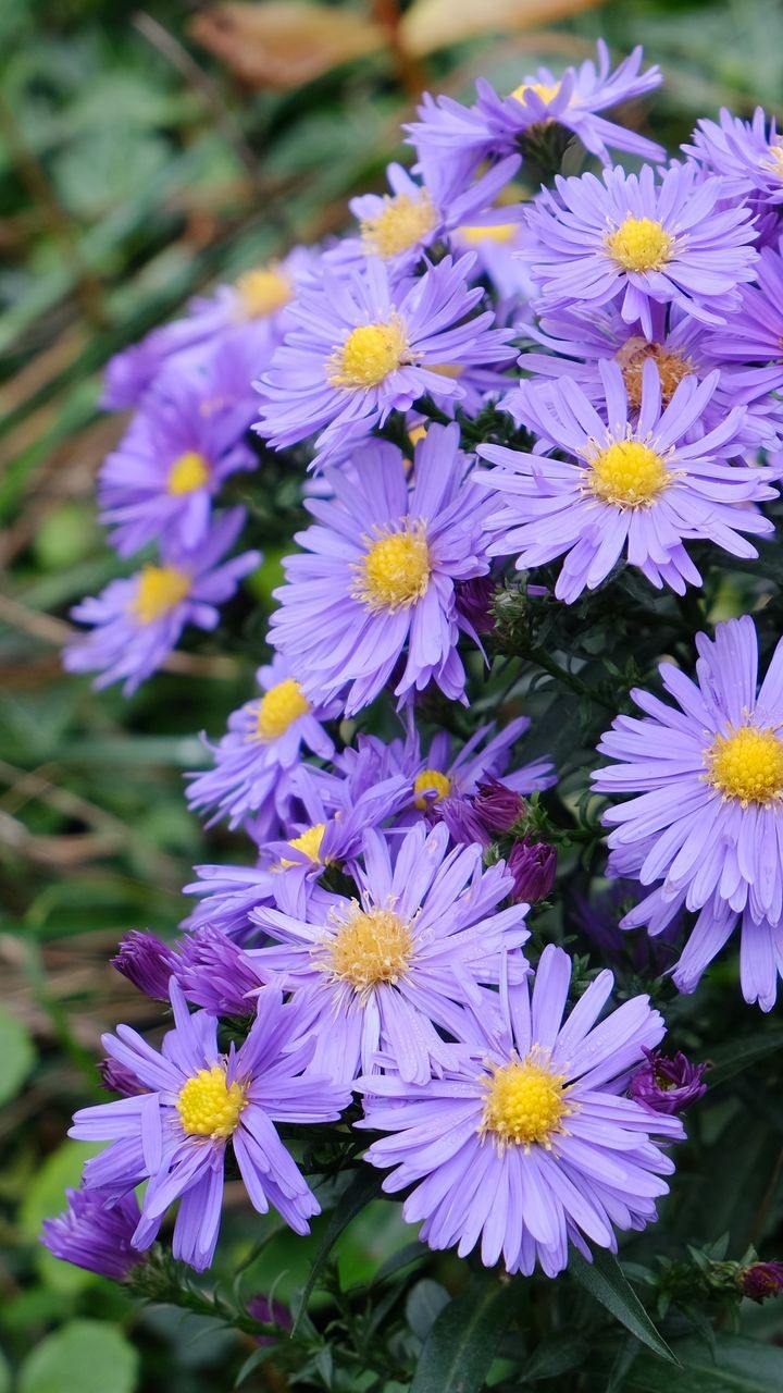 violet ?