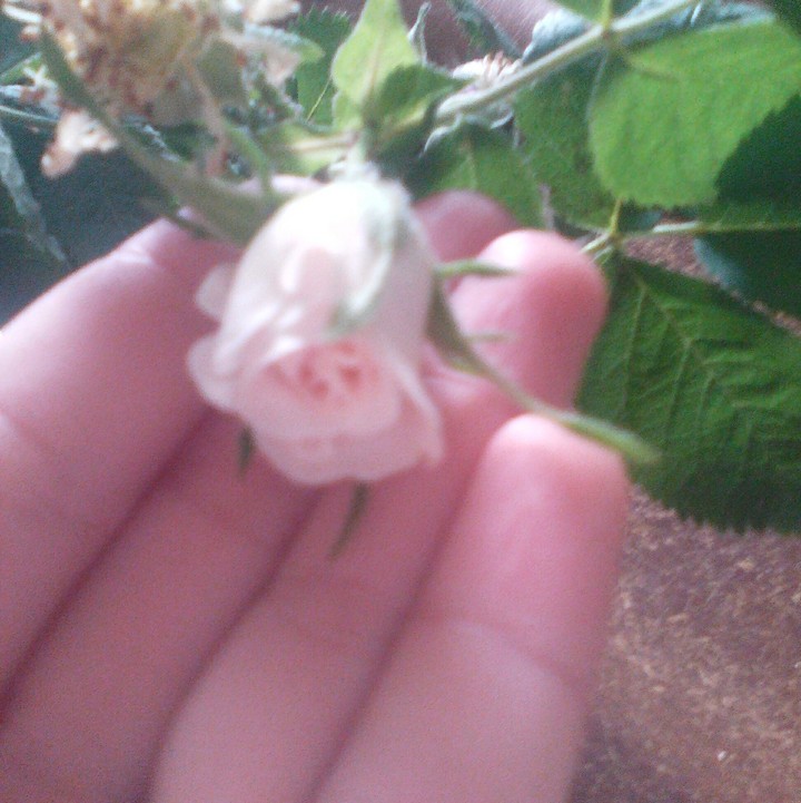 rose
