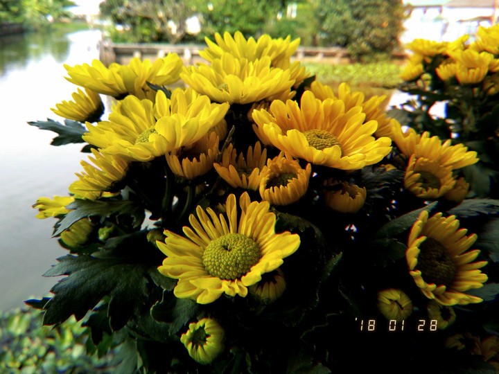 flower