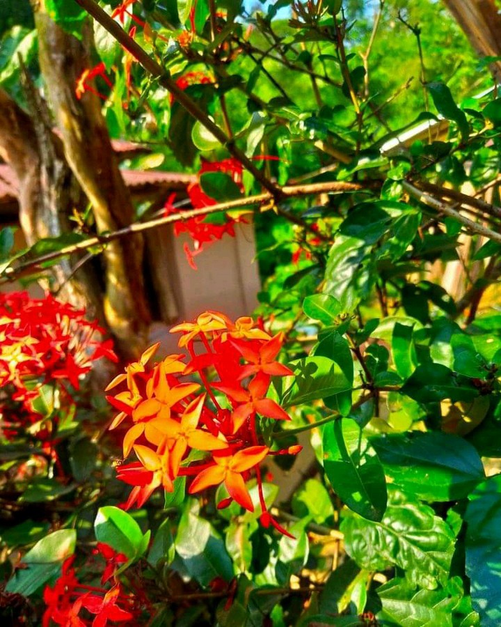 flower