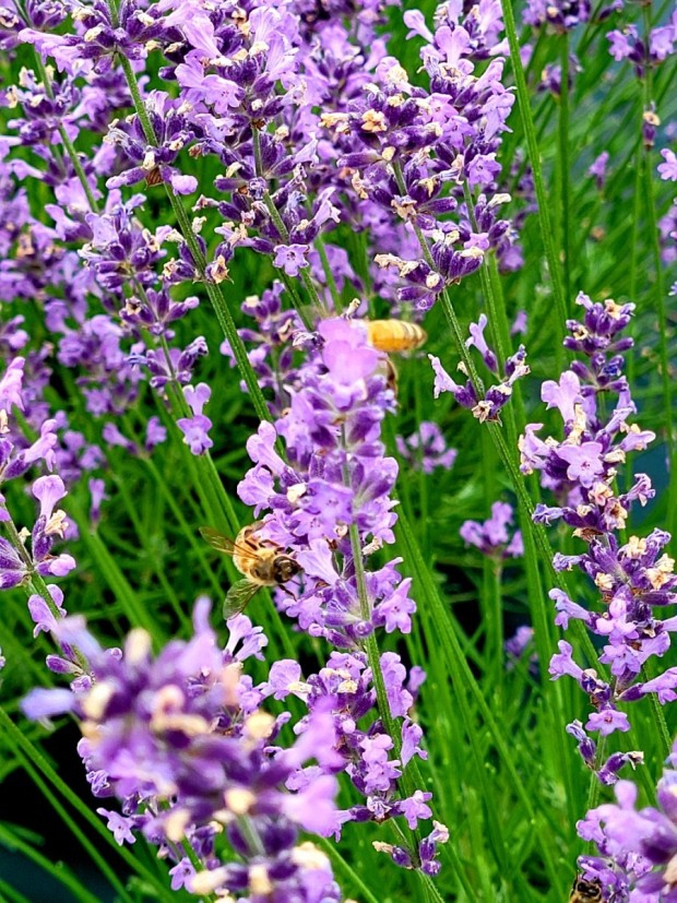 Lavender
