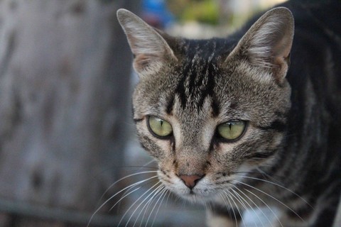 Kedi.