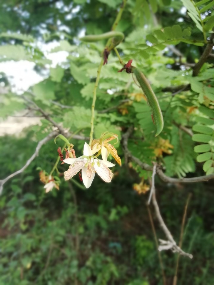 Tamarind flower