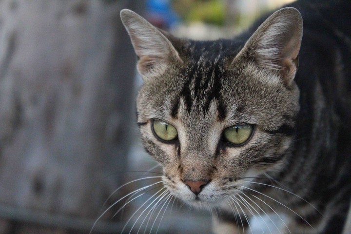 Kedi.