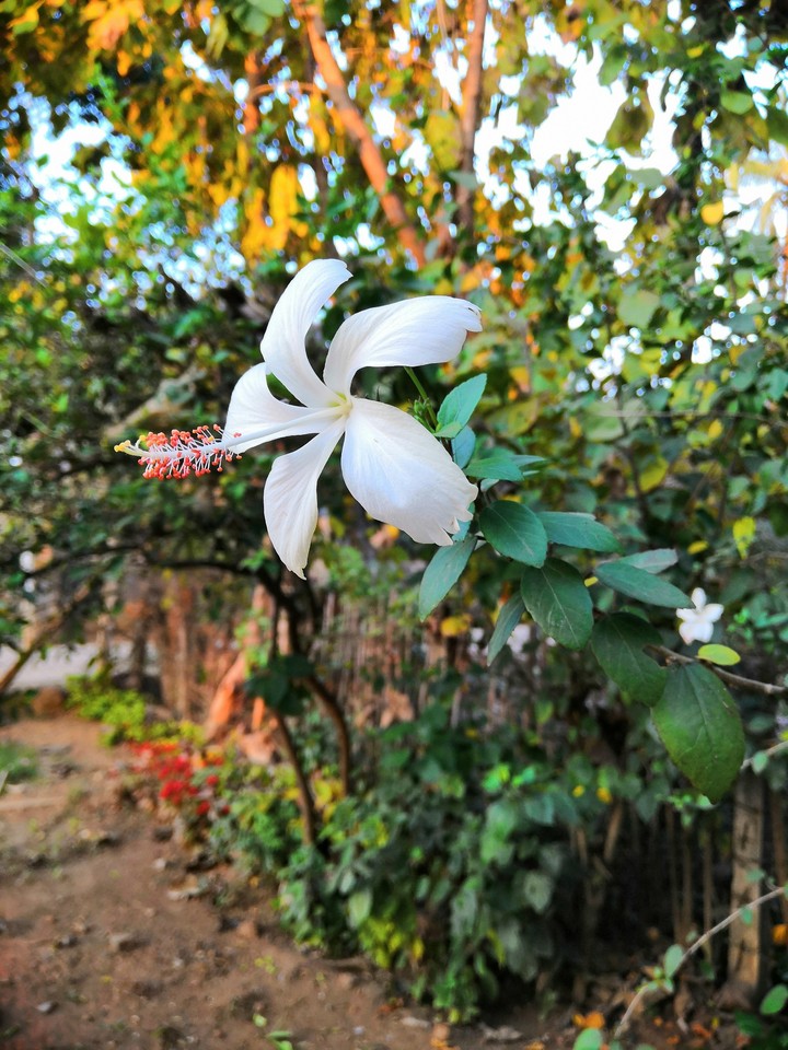 flower