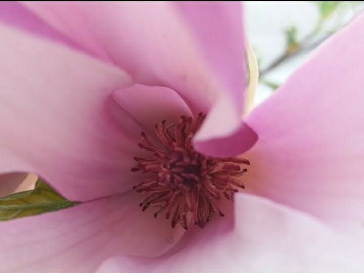 Pinkk