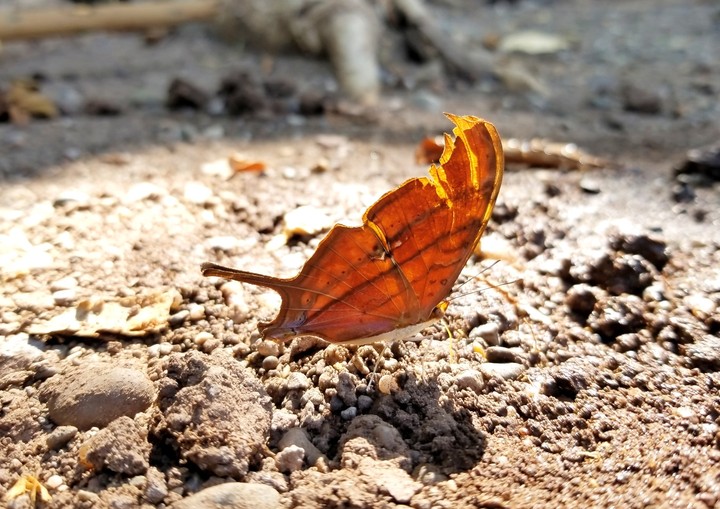 MARIPOSA ENTRE LUZ Y SOMBRA, SAN LORENZO, GRO