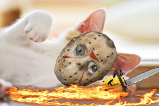 Jason kitty