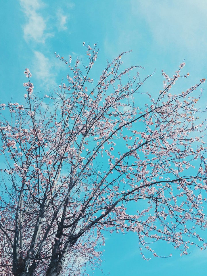 spring