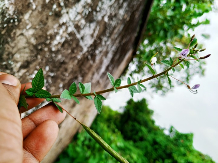 nature